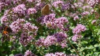 Oregano selber anbauen: Oregano mit rosa Blüten, Schmetterlingen und Bienen