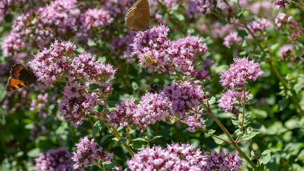 Oregano selber anbauen: Oregano mit rosa Blüten, Schmetterlingen und Bienen