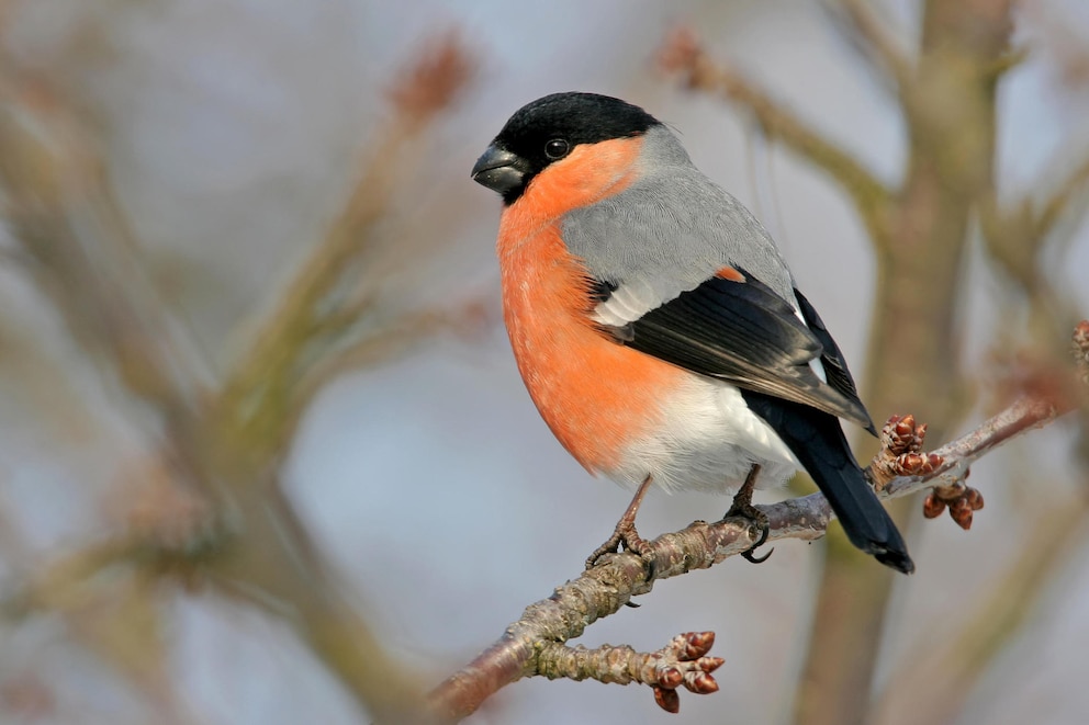 Gimpel-Männchen mit orange leuchtenden Federn