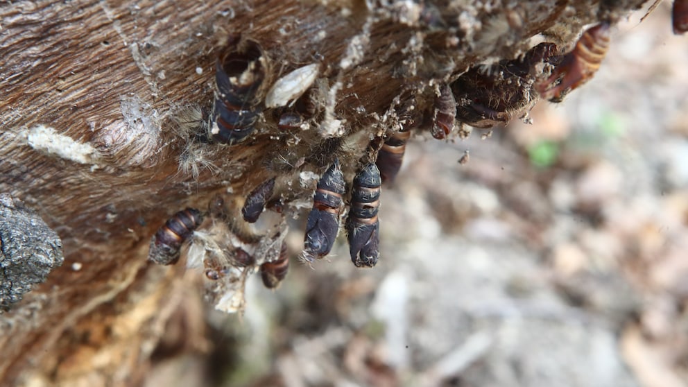 Schwammspinner: Schwammspinner-Raupen kleben an einem Baum