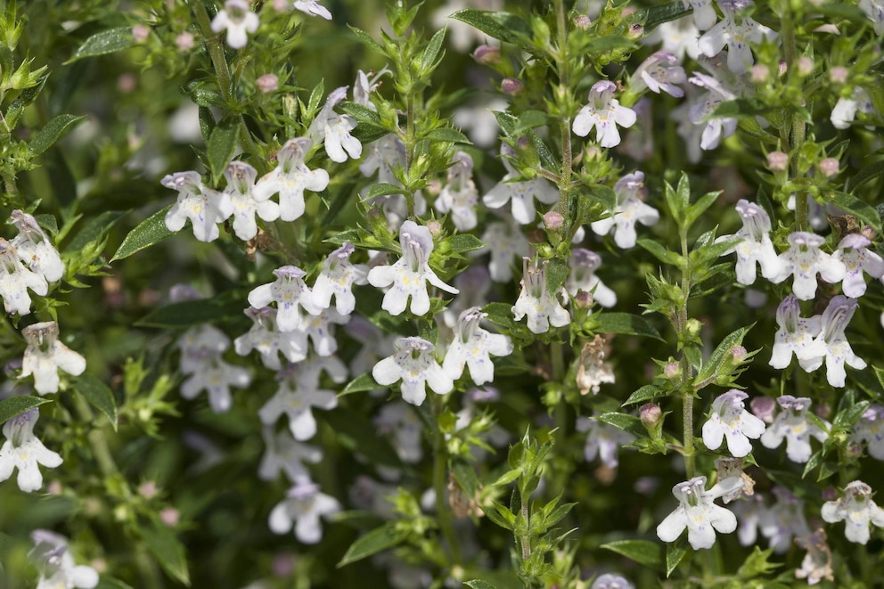 Kräuter für das Liebesleben: Winter-Bohnenkraut mit weißen Blüten