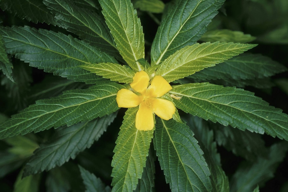 Kräuter für das Liebesleben: Schmalblättrige Damiana mit gelber Blüte