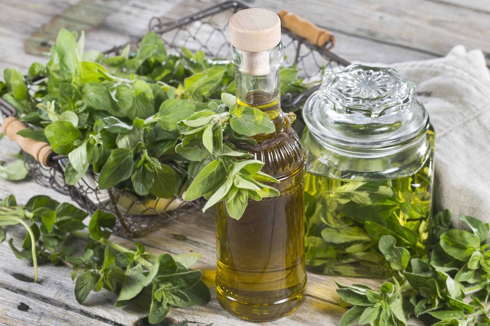 Gemeiner Dost, Scharfer Oreganum, Wilder Majoran, Oregano, Echter Dost (Origanum vulgare), Oregano mit Olivenoel angesetzt, Deutschland | wild origanum, wild marjoram (Origanum vulgare), Wild Marjoram in olive oil, Germany | Verwendung weltweit