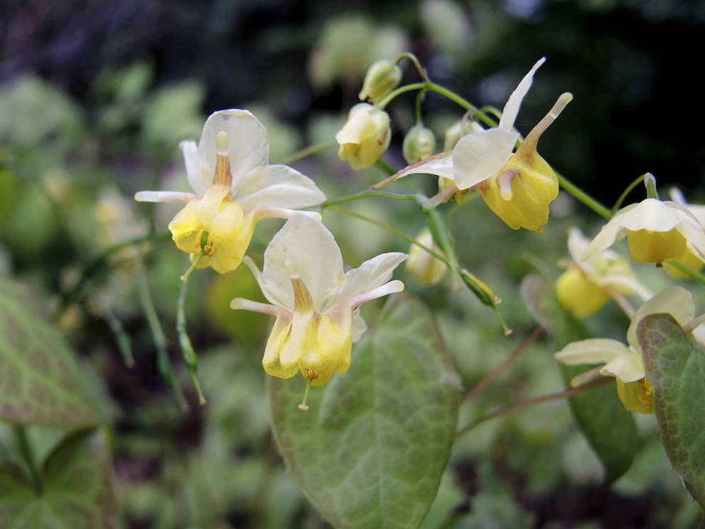 Kräuter für das Liebesleben: Elfenblume