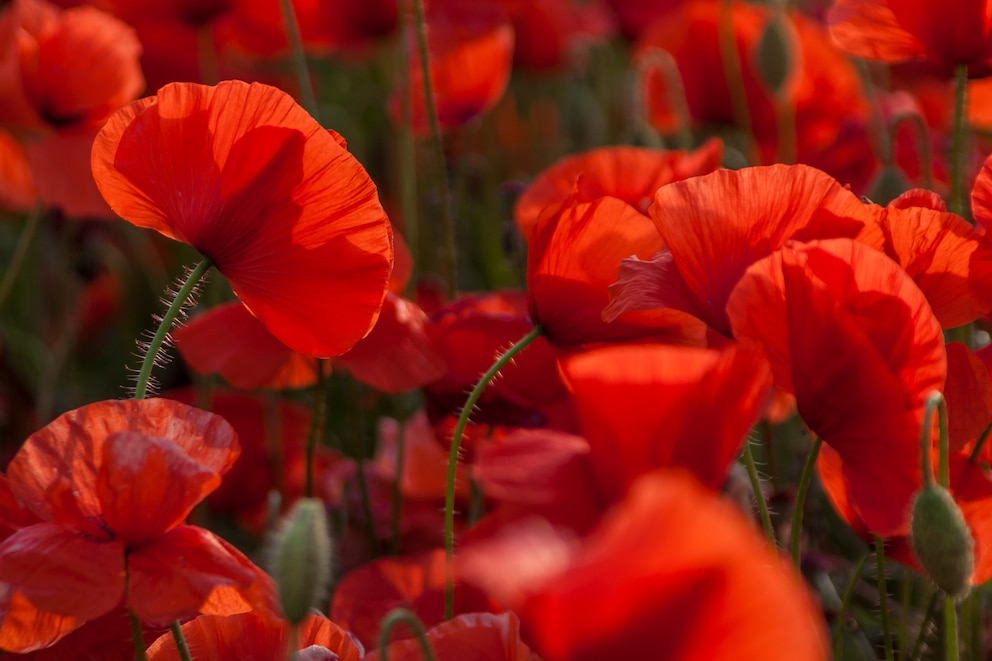 Die Blume des Sternzeichens Widder ist der Mohn