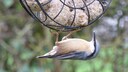 Vogelfutter: Ein Kleiber futtert an einer Futterspirale