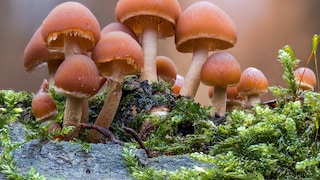 Pilze als Baustoff: Pilze wachsen auf einem Baumstamm