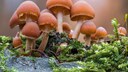 Pilze als Baustoff: Pilze wachsen auf einem Baumstamm