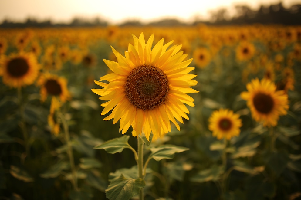 Die Sonnenblume ist die Blume des Sternzeichen Löwe