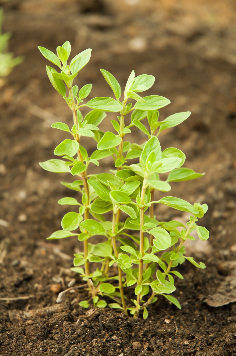 Oregano selber anbauen:Oregano Setzlinge