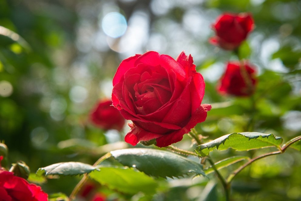 Zum Sternzeichen Krebs passt die rote Rose am besten