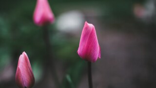 Zwiebelblumen düngen, damit sie richtig austreiben