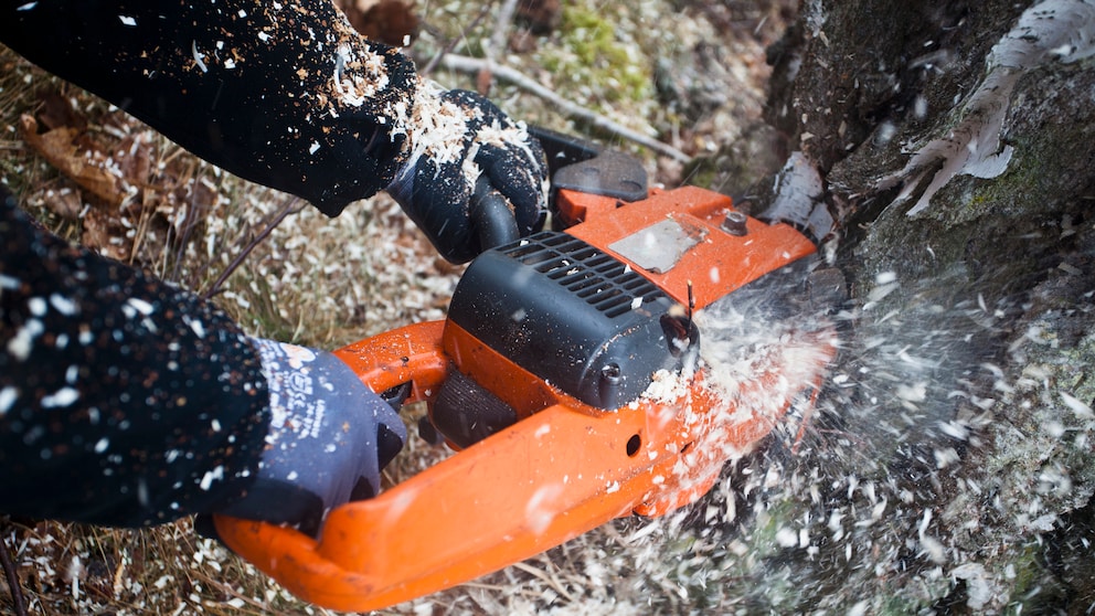 Einen Baum im eigenen Garten zu fällen ist schwierig – und sollte gut vorbereitet werden