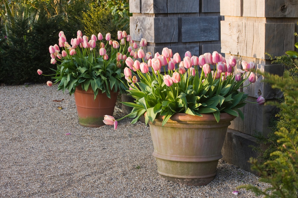 Tulpen eignen sich, um die Balkonkästen im Frührjahr wieder zu bepflanzen