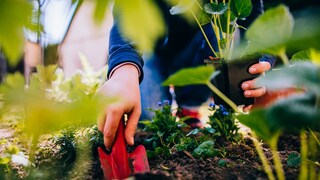 Anbauplan: Eine Frau pflanzt mit einer kleinen Gartenschaufel eine Pflanze ins Gemüsebeet