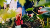 Anbauplan: Eine Frau pflanzt mit einer kleinen Gartenschaufel eine Pflanze ins Gemüsebeet