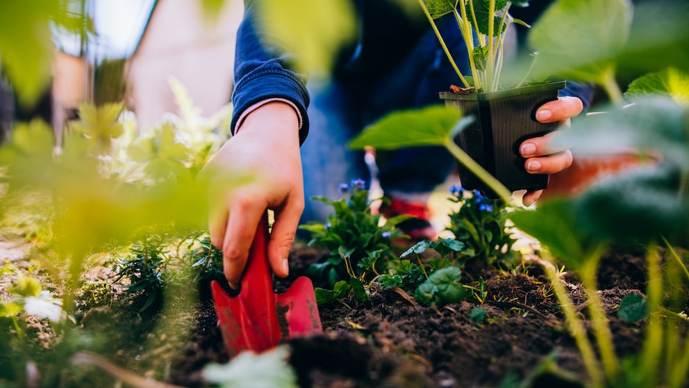 Anbauplan: Eine Frau pflanzt mit einer kleinen Gartenschaufel eine Pflanze ins Gemüsebeet