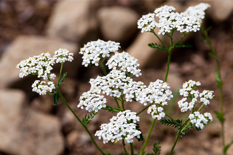 Kräuter für das Liebesleben: Scharfgabe mit weißen Blüten