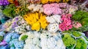 Welche Blume zu welchem Sternzeichen passt