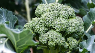 Brokkoli anbauen im Garten