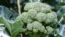 Brokkoli anbauen im Garten