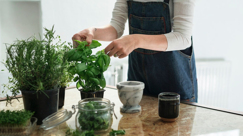 Kräuter aus dem Balkonkasten können in den Garten gesetzt werden – zum richtigen Zeitpunkt