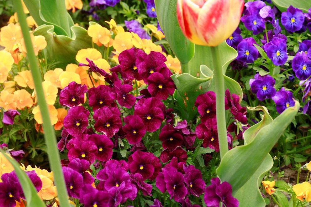 Hornveilchen blühen in einem Beet neben Tulpen