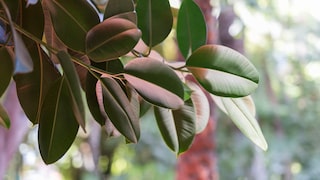 Gummibaum Ficus Elastica Pflege