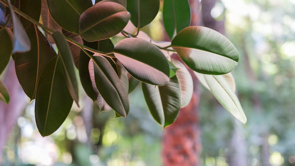 Gummibaum Ficus Elastica Pflege