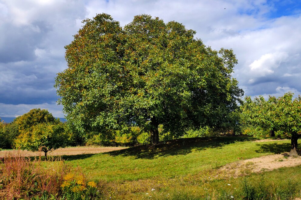 Als Nussbaum gilt beispielsweise der Walnussbaum