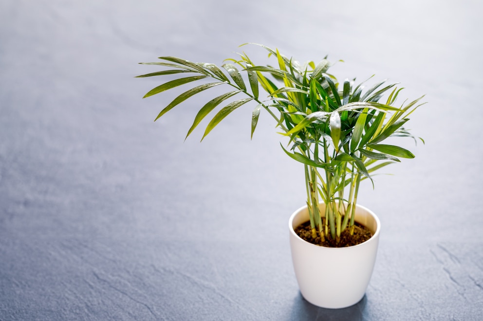 Die Bergpalme verbreitet tropisches Flair im Badezimmer