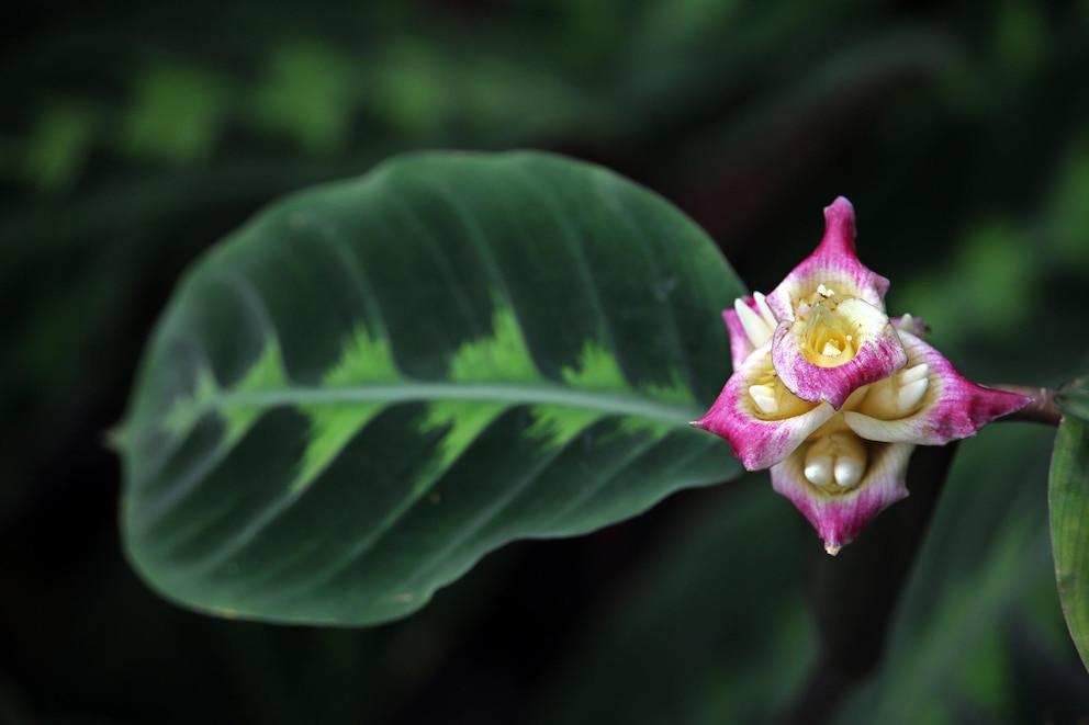 Manche Calathea-Sorten wie die Calathea warscewiczii tragen auch bunte Blüten