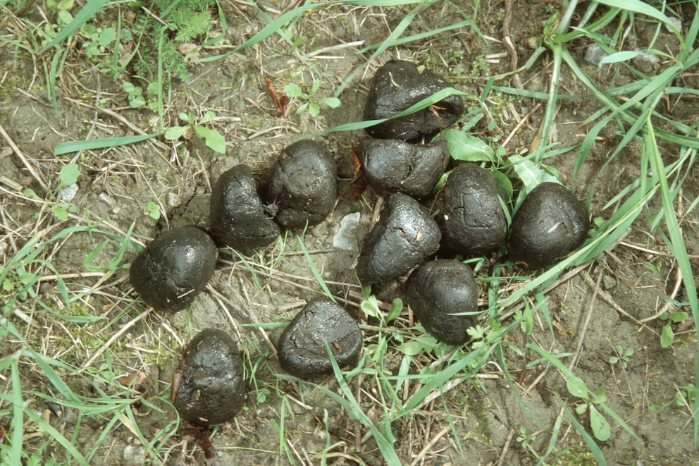 Der Kot des Wildschweins besteht aus einzelnen Ballen