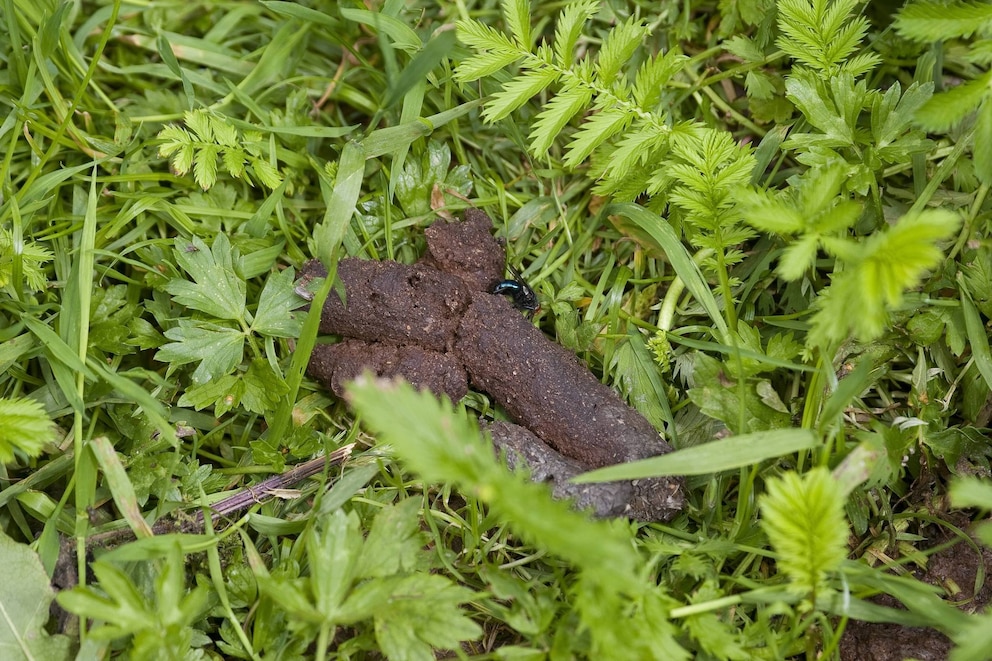 Tierkot von Mardern und Ratten im Garten erkennen: Wann Handlungsbedarf gilt