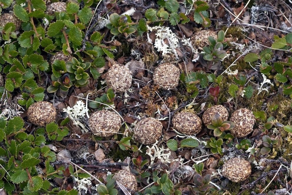 Die Losung des Hasen besteht aus kleinen Kötteln