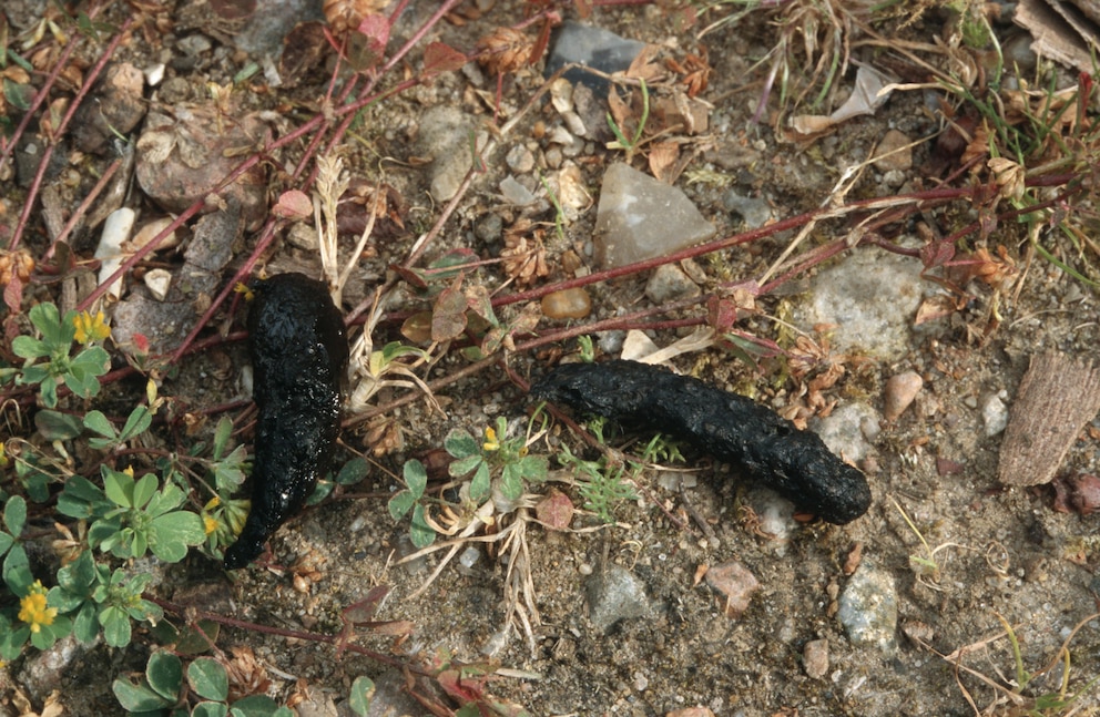 Findet man Igelkot im Garten, ist das ein gutes Zeichen