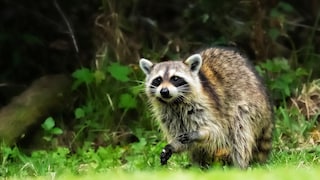 Auch Waschbären sind immer heimliche Gäste in heimischen Gärten