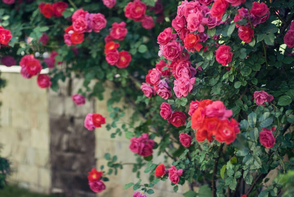 Kletterrosen sind klassische Sichtschutzpflanzen für den Garten