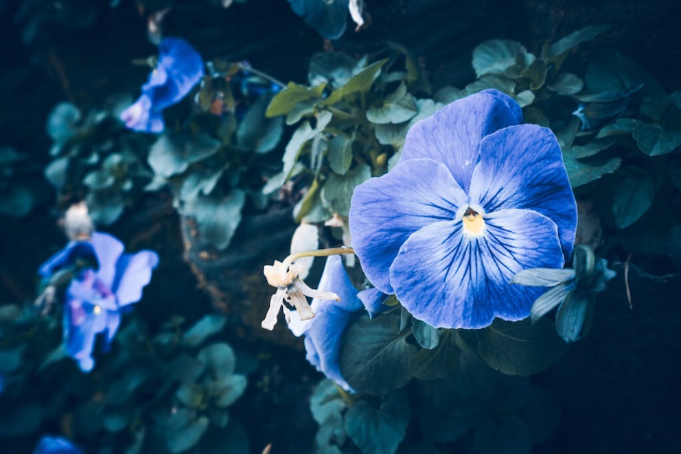 Die Prunkwinde hat leuchtende Blüten