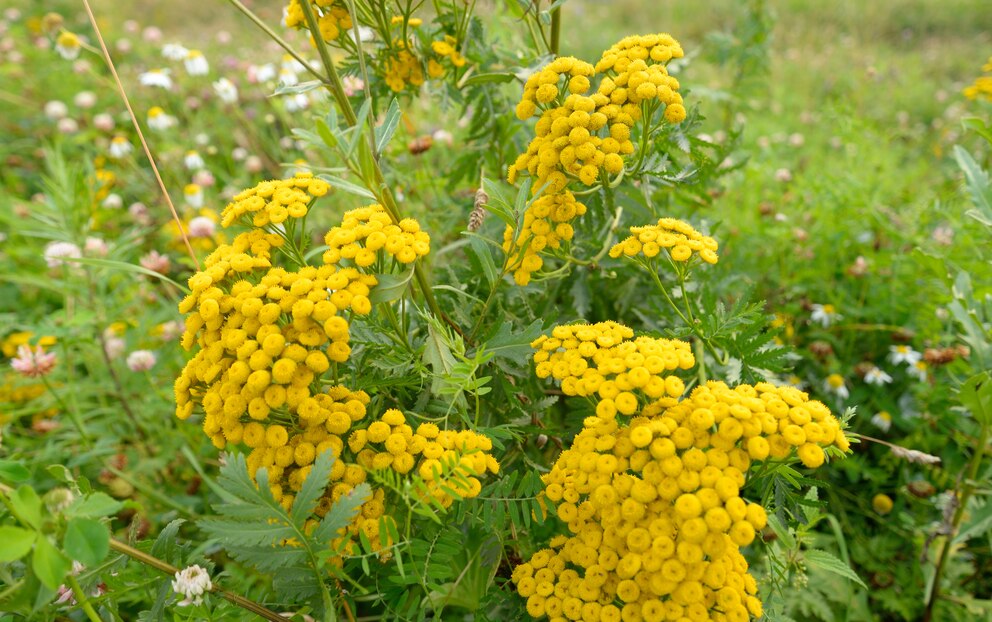 Weiße Fliege: Rainfarn mit goldgelben Blüten