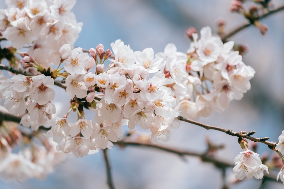 Gartenarbeiten, die im April anstehen