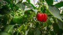 Paprika selbst ziehen: Eine rote Paprikaschote an der Staude