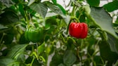 Paprika selbst ziehen: Eine rote Paprikaschote an der Staude