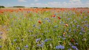 Warum sind Blumen eigentlich bunt?