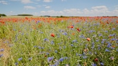 Warum sind Blumen eigentlich bunt?