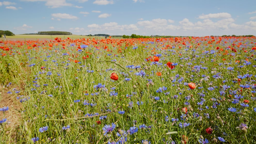 Warum sind Blumen eigentlich bunt?