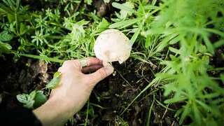 Speisepilze züchten: Gärtner beim Pflücken eines Pilzes