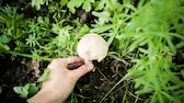 Speisepilze züchten: Gärtner beim Pflücken eines Pilzes