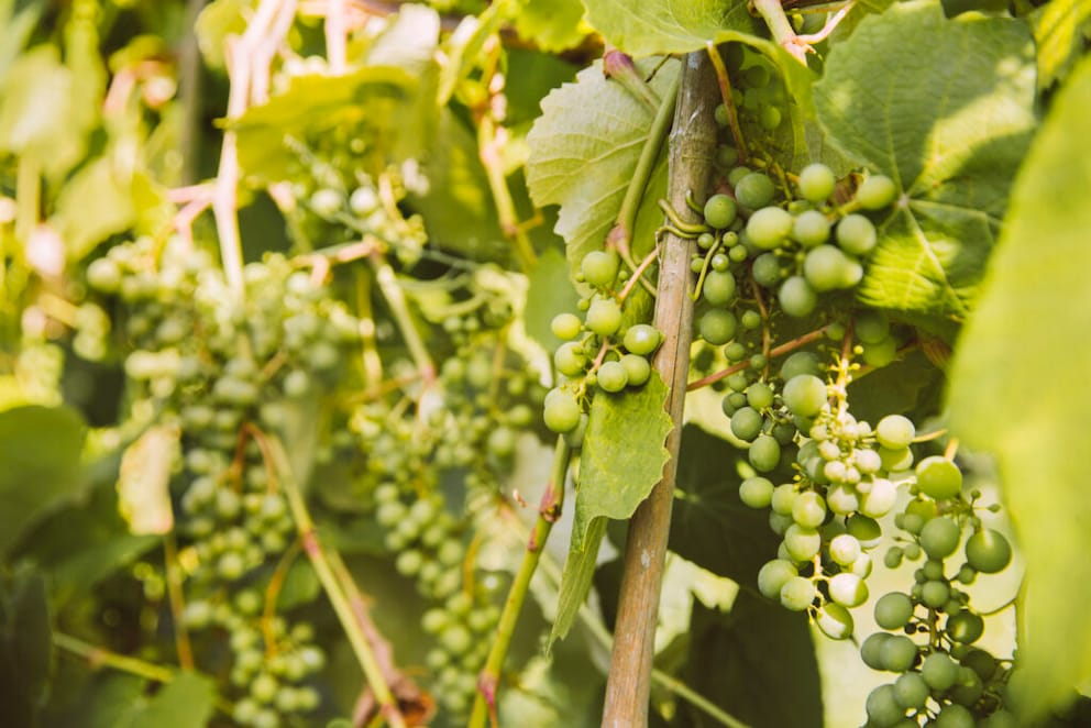 Wein im Garten kann auch als Sichtschutz dienen