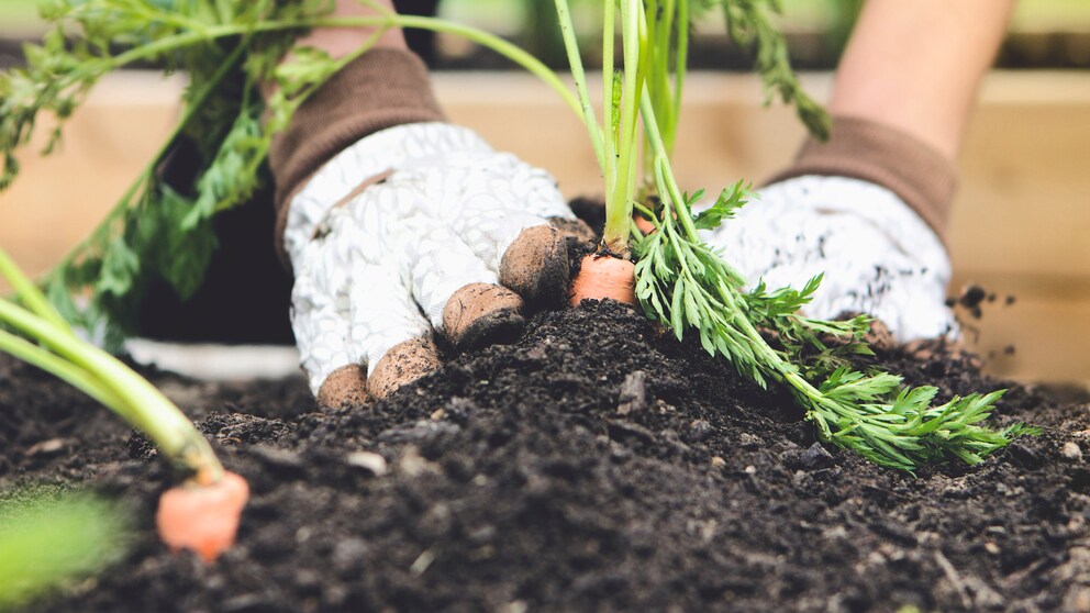 Auch die Ernte soll beim Gärtnern ohne Umgraben üppiger ausfallen